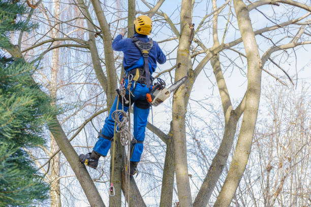 Professional Tree Removal Services in Duarte, CA