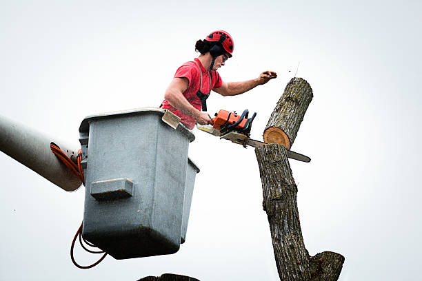 How Our Tree Care Process Works  in  Duarte, CA