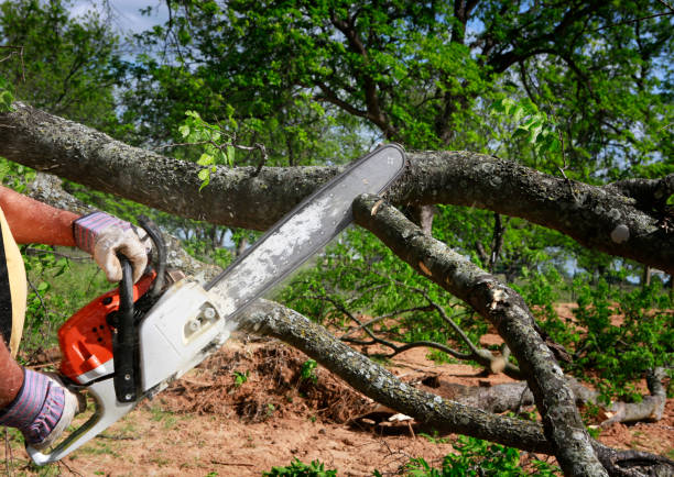 Best Tree Trimming and Pruning  in Duarte, CA